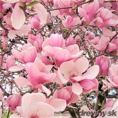 Magnólia Fragrant Cloud, výška 80/100 cm, v črepníku 5l Magnolia denudata Fragrant Cloud