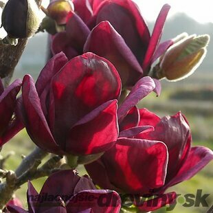 Magnólia Genie (kvitne 2 x ročne) 40/60 cm, v črepníku Magnolia Genie