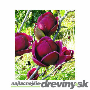 Magnólia Genie (kvitne 2 x ročne) 60/80 cm, v črepníku Magnolia Genie