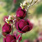 Magnólia Genie, výška 120/140 cm, v črepníku, kvitne 2 krát do roka Magnolia Genie