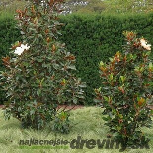 Magnólia Grandiflora Little Gem neopadavý druh 80/100 cm, v črepníku 10l Magnolia Grandiflora