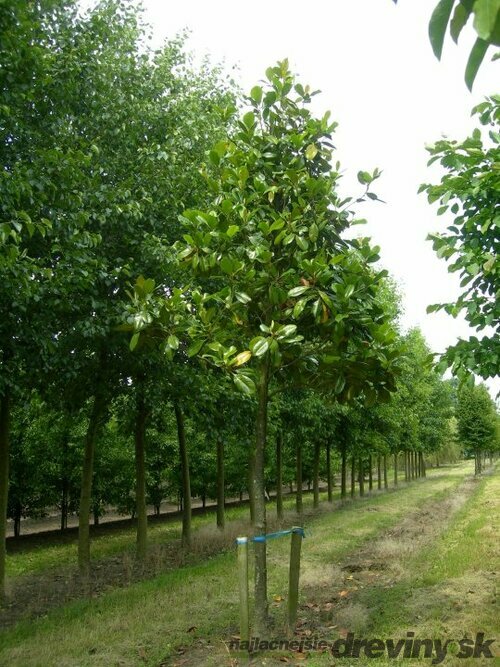 Magnólia Grandiflora, na kmienku 100 cm, výška 160 cm (neopadavý druh), v črepníku Magnolia Grandiflora