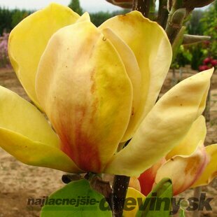 Magnólia Honey Tulip 250/300 cm, v črepníku Magnolia Honey tulip