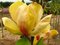 Magnólia Honey Tulip 250/300 cm, v črepníku Magnolia Honey tulip