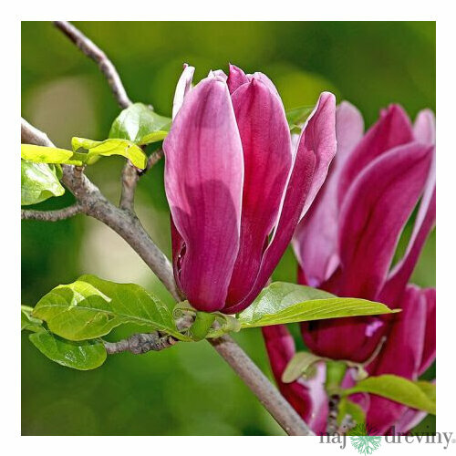 Magnólia Ľaliokvetá Nigra 40/60 cm, v črepníku Magnolia Liliflora Nigra