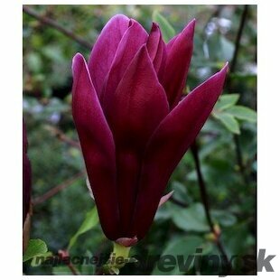 Magnólia liliflora Nigra 60/80 cm, v črepníku Magnolia liliiflora Nigra