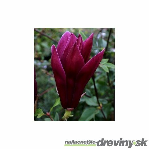 Magnólia liliflora Nigra 60/80 cm, v črepníku Magnolia liliiflora Nigra