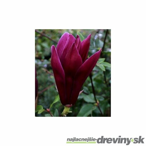 Magnólia liliflora Nigra 60/80 cm, v črepníku Magnolia liliiflora Nigra