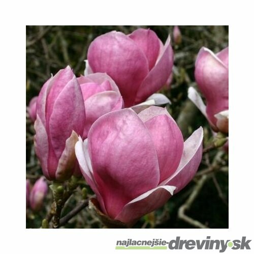 Magnólia Rustica Rubra 60/80 cm, v črepníku Magnolia Rustica Rubra