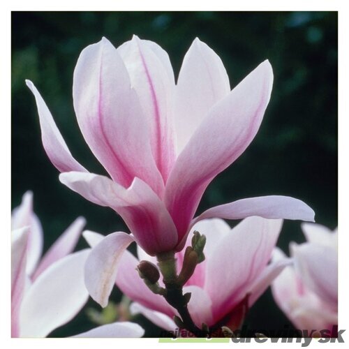 Magnólia Soulangeana 40/60 cm, v črepníku Magnolia Soulangeana