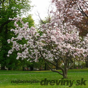 Magnólia Soulangeova Superba, na kmienku 100 cm, v črepniku 10 l Magnolia soulangea Superba