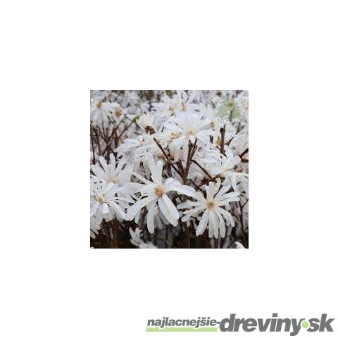 Magnólia Stelatta, na kmienku 60 cm, v črepníku 7,5l Magnolia Stelatta
