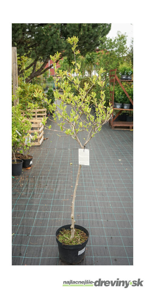 Magnólia Stelatta, na kmienku 60 cm, v črepníku 7,5l Magnolia Stelatta