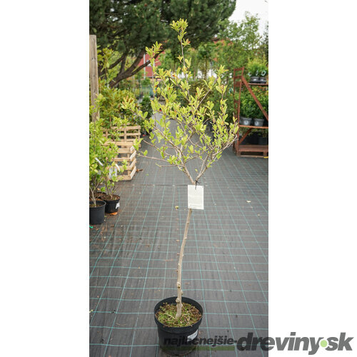 Magnólia Stelatta, na kmienku 60 cm, v črepníku 7,5l Magnolia Stelatta