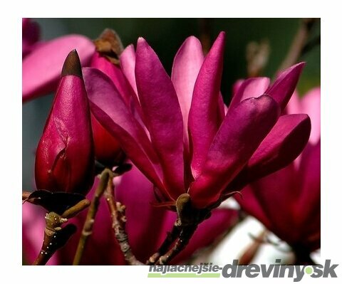 Magnólia Susan veľkokvetá, 150/160 cm, v črepníku Magnolia Susan