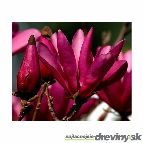 Magnólia Susan veľkokvetá, 150/160 cm, v črepníku Magnolia Susan