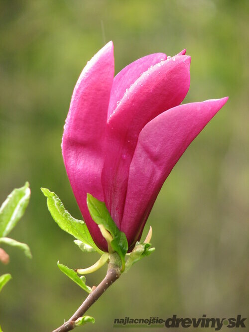 Magnólia Susan veľkokvetá 40/60 cm, v črepníku Magnolia Susan