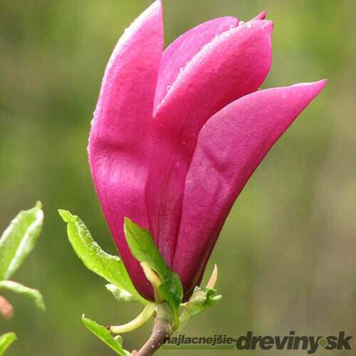 Magnólia Susan veľkokvetá 40/60 cm v črepníku Magnolia Susan