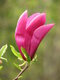 Magnólia Susan veľkokvetá 60/100 cm, v črepníku Magnolia Susan