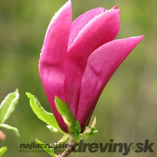 Magnólia Susan veľkokvetá 60/100 cm, v črepníku Magnolia Susan