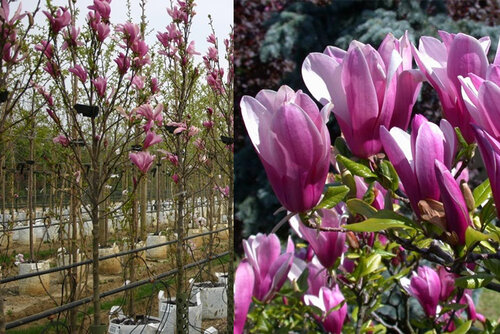 Magnólia Susan veľkokvetá na kmienku 130/140 cm, obvod 6/8 cm, v črepníku Magnolia Susan