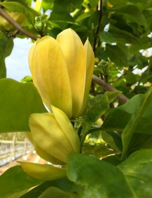 Magnólia Yellow Bird 70/90 cm, v črepníku Magnolia Yellow Bird