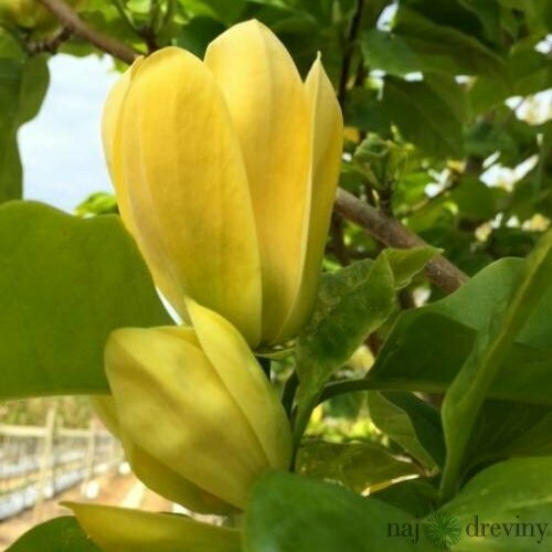 Magnólia Yellow Bird 70/90 cm, v črepníku Magnolia Yellow Bird