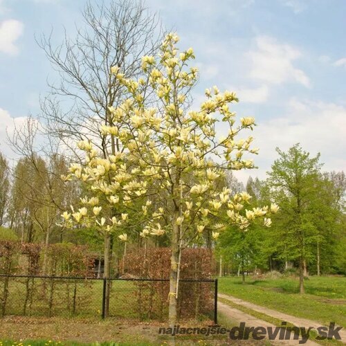 Magnólia Yellow lantern, výška 120/150 cm, v črepníku Magnolia Yellow lantern