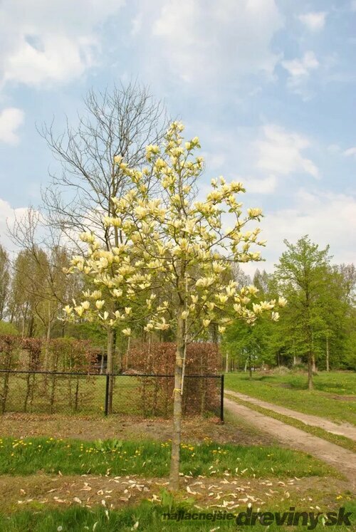 Magnólia Yellow lantern, výška 120/150 cm, v črepníku Magnolia Yellow lantern