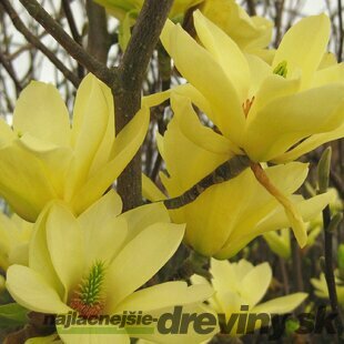 Magnólia Yellow Lantern, výška 60/80 cm, v črepníku Magnolia Yellow Lantern