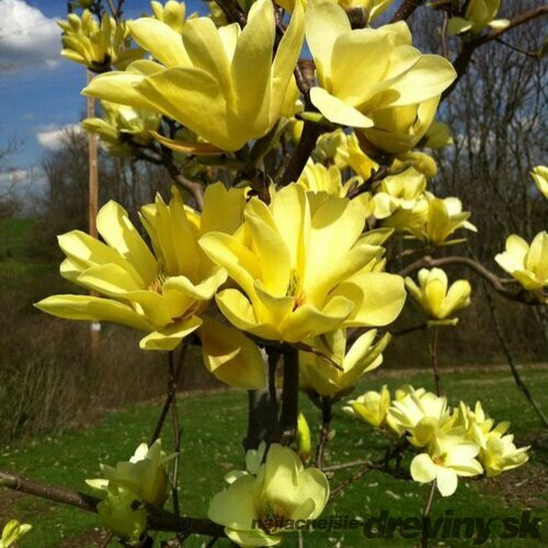 Magnólia Yellow River 140/160 cm, v črepníku Magnolia Yellow River