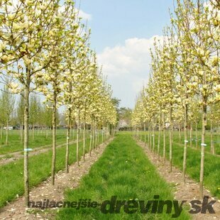 Magnólia Yellow River, výška 80/100 cm, v črepníku 5l Magnolia denudata Yellow river