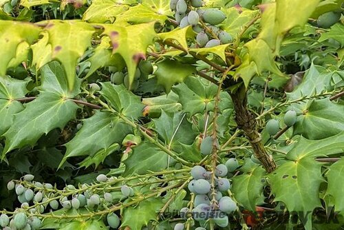 Mahónia japonská v črepníku 25/30 cm Mahonia japonica