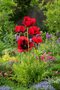 Mak orientálny ´Beauty of Livermere´ - Papaver orientale ´Beauty of Livermere´, v črepníku P9 Papaver orientale ´Beauty of Livermere´