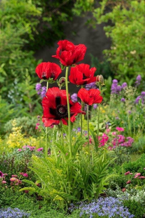 Mak orientálny ´Beauty of Livermere´ - Papaver orientale ´Beauty of Livermere´, v črepníku P9 Papaver orientale ´Beauty of Livermere´