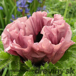 Mak východný ‘Patty´s Plum‘, v črepníku Papaver ‘Patty´s Plum‘