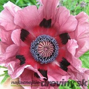 Mak východný ‘Patty´s Plum‘, v črepníku Papaver ‘Patty´s Plum‘