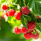 Malina Mailing promise, v črepníku Rubus idaeus