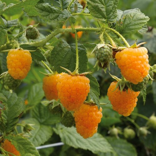 Malina Two Timer 2x rodiaca - Sugana Yellow - žltá supersladká, v črepníku Rubus idaeus Sugana Yellow