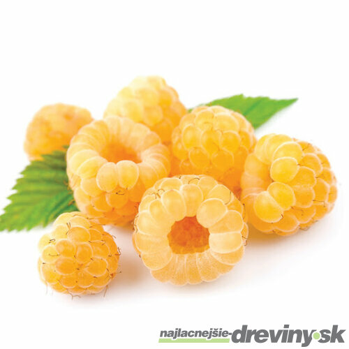 Malina žltá supersladká Golden Queen, výška 20/50 cm, v črepníku 2l Rubus idaeus Golden Queen