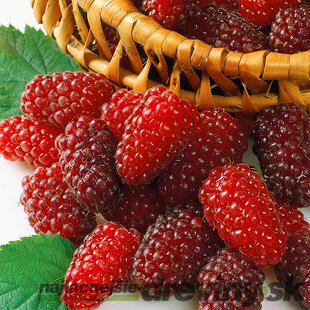 Malinočernica Rubus Tayberry, výška 55/65 cm, v črepníku Rubus Toyberry