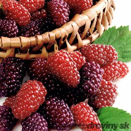 Malinočernica Rubus Toyberry 30/40 cm, v črepníku Rubus Toyberry