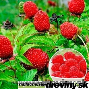 Malinojahoda, v črepníku Rubus illecebrosus