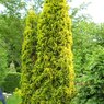 Maloyana Aurea