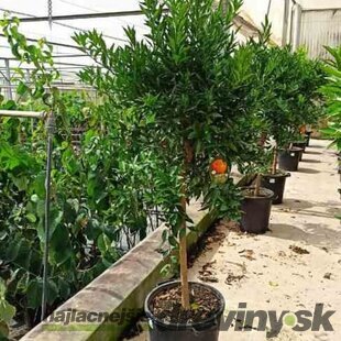Mandarinka - mandarinkovník, už rodiaci, štepený, na kmienku 100/120 cm, v črepníku 3l Citrus reticulata