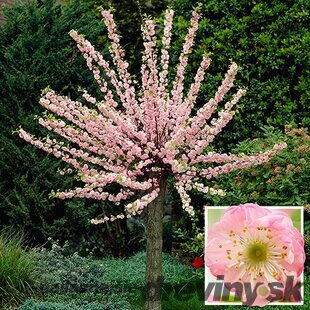 Mandľa trojlaločná, v črepníku, štepená na kmienku 110/130 cm Prunus triloba