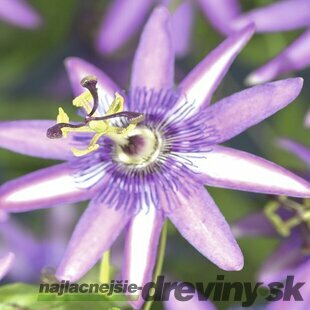 Marakuja (Mučenka belasá) Amethyst, výška 70/90 cm, v črepníku Passiflora Amethyst