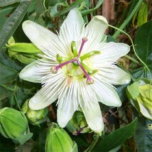 Marakuja (Mučenka belasá) Eliotte, výška 70/90 cm, v črepníku Passiflora caerulea Con.Elliotte