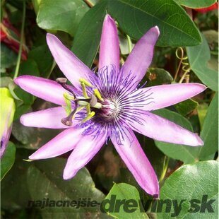 Marakuja (Mučenka belasá) Lavender Lady, výška 70/90 cm, v črepníku Passiflora Lavender Lady