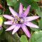 Marakuja (Mučenka belasá) Lavender Lady, výška 70/90 cm, v črepníku Passiflora Lavender Lady